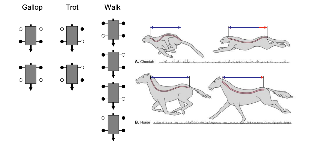 <ol><li><p>Walking</p></li><li><p>Running</p></li><li><p>Gallop→ 2 forlimbs move in phase, followed by two hind limbs</p></li></ol><p></p>