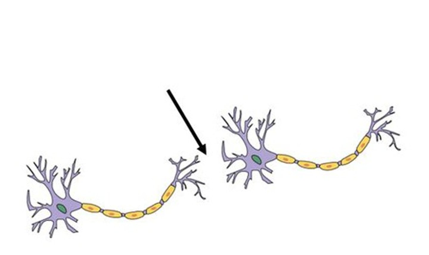 <p>the tiny space between the axon terminal of the sending neuron and the dendrite of the receiving neuron where the neurotransmitters carry messages</p>