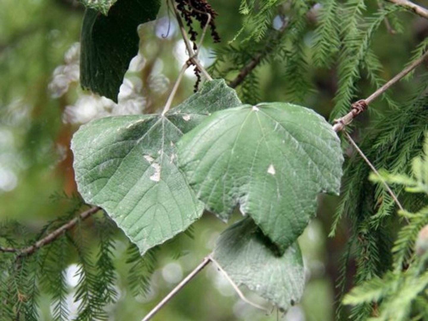 <p>Vitis mustangensis, Vitaceae</p>