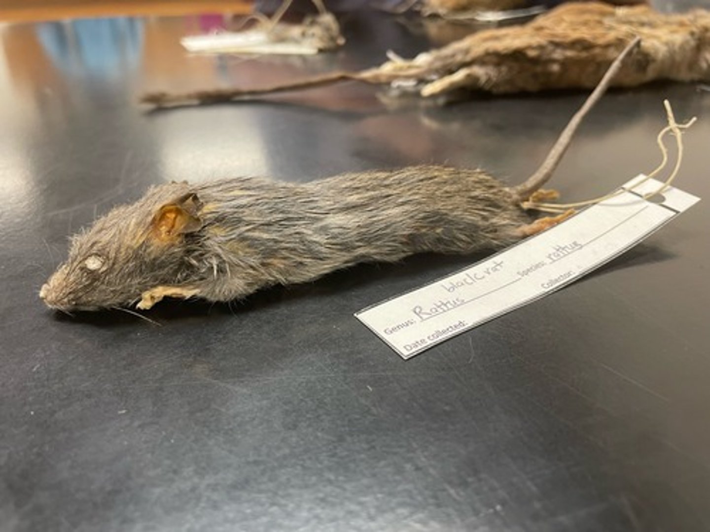 <p>Family: Cricetidae</p><p>Genus & Species: Rattus rattus</p>