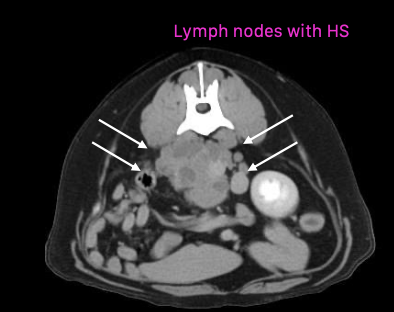 <p>aka <strong>malignant histiocytosis</strong></p><p>aggressive, with multiple sites of involvement</p>