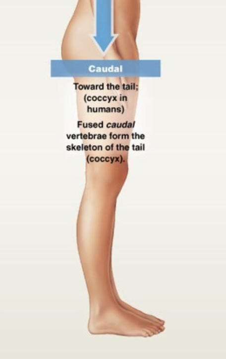 <p>Toward the “tail”; coccyx in humans</p>