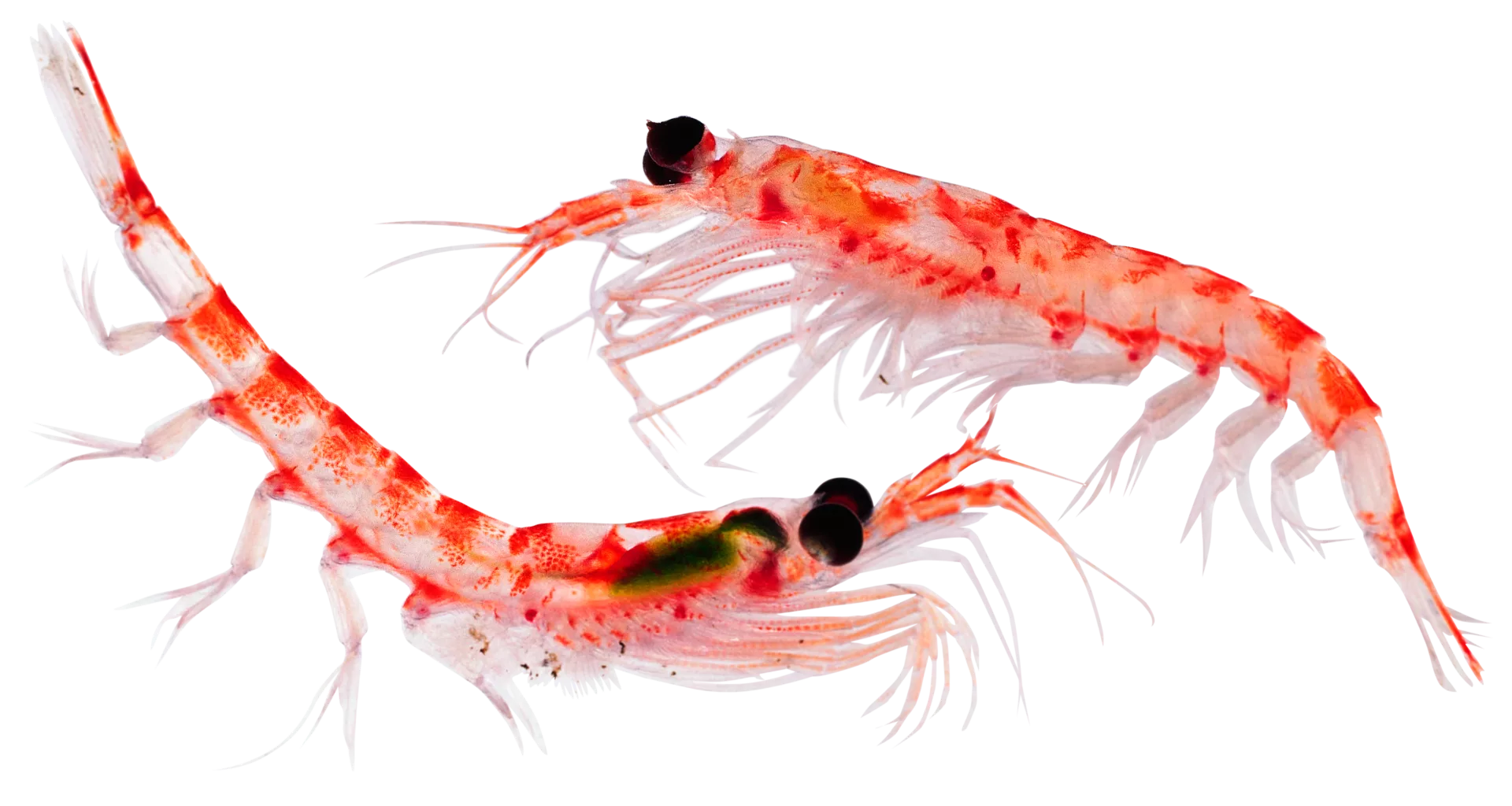 <p>Euphosid / krill (big eyes)</p>