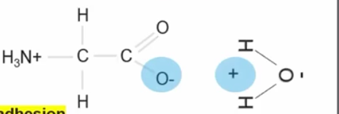 <p>Is when two different molecules from hydrogen bonds with each other this is called ________.</p>