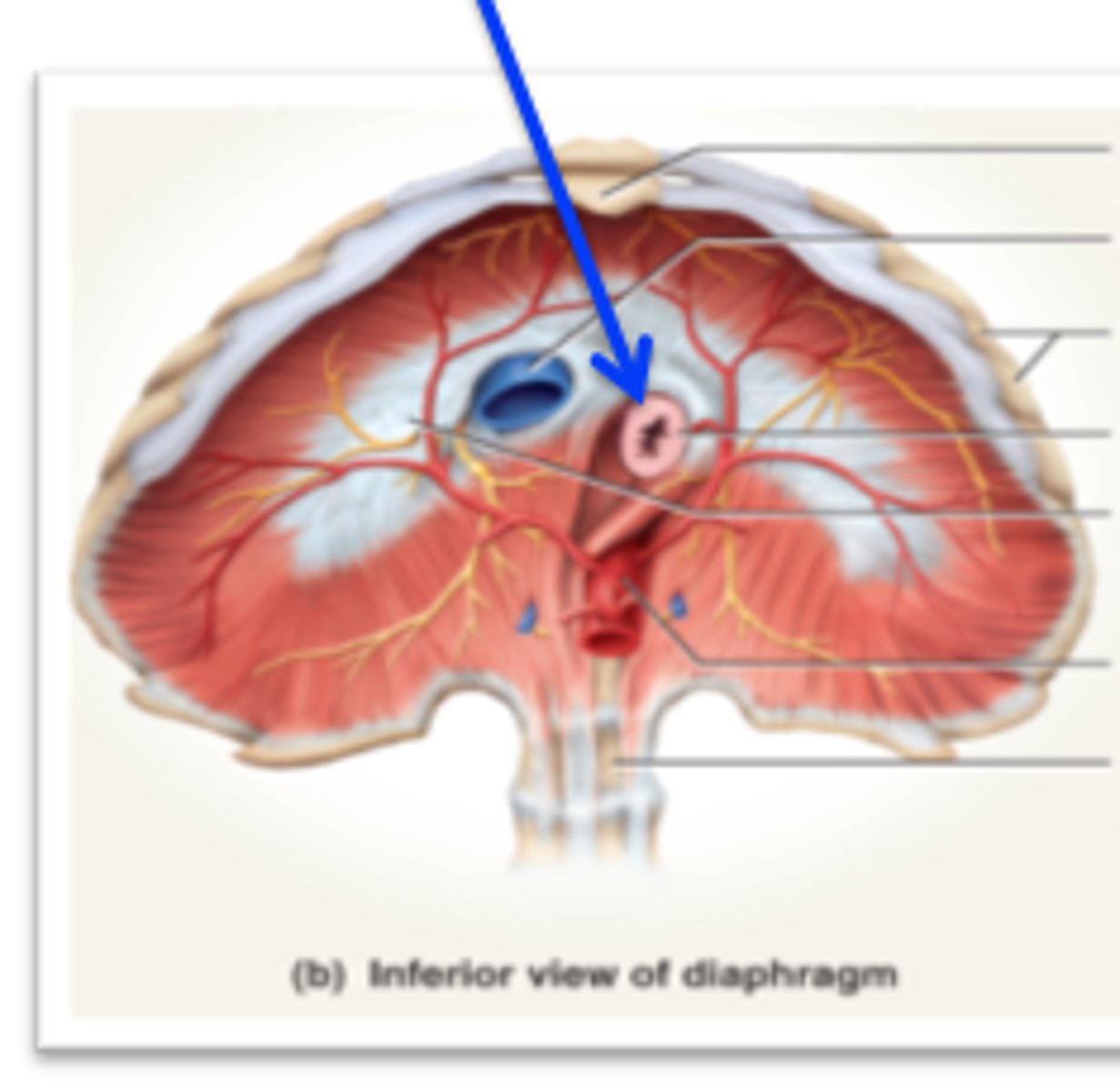 <p>hole in diaphragm for esophagus</p>