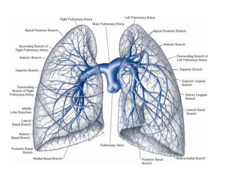 <p>Right pulmonary artery —</p><ul><li><p>Slightly longer than left </p></li><li><p>Crosses horizontally at the mediastinum passes anteriorly &amp; inferiorly to the bifurcation of the trachea, &amp; anteriorly to the right main bronchus — also posteriorly to the ascending aorta, superior vena cava, and upper right pulmonary vein </p></li><li><p>Enters into root of lung giving off a large branch to the superior lobe of the lung</p><ul><li><p>Main branch continues through hilum to give off a second recurrent branch to superior lobe before dividing to supply both the midline &amp; inferior lobes</p></li></ul></li></ul><p>Left pulmonary artery —</p><ul><li><p>Shorter than the right, anterior to the descending aorta &amp; posterior to the superior pulmonary vein</p></li></ul>