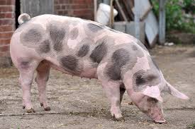 <p>Noted for extreme muscle volume and shape, with a high propensity for stress which is</p><p>related to pork quality concerns.</p>