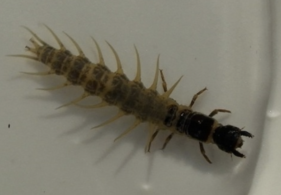 <p>megaloptera</p>