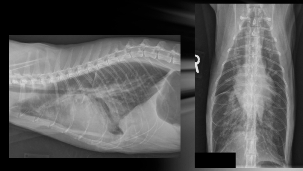 <p>Cat- what kind of heart failure is happening</p>