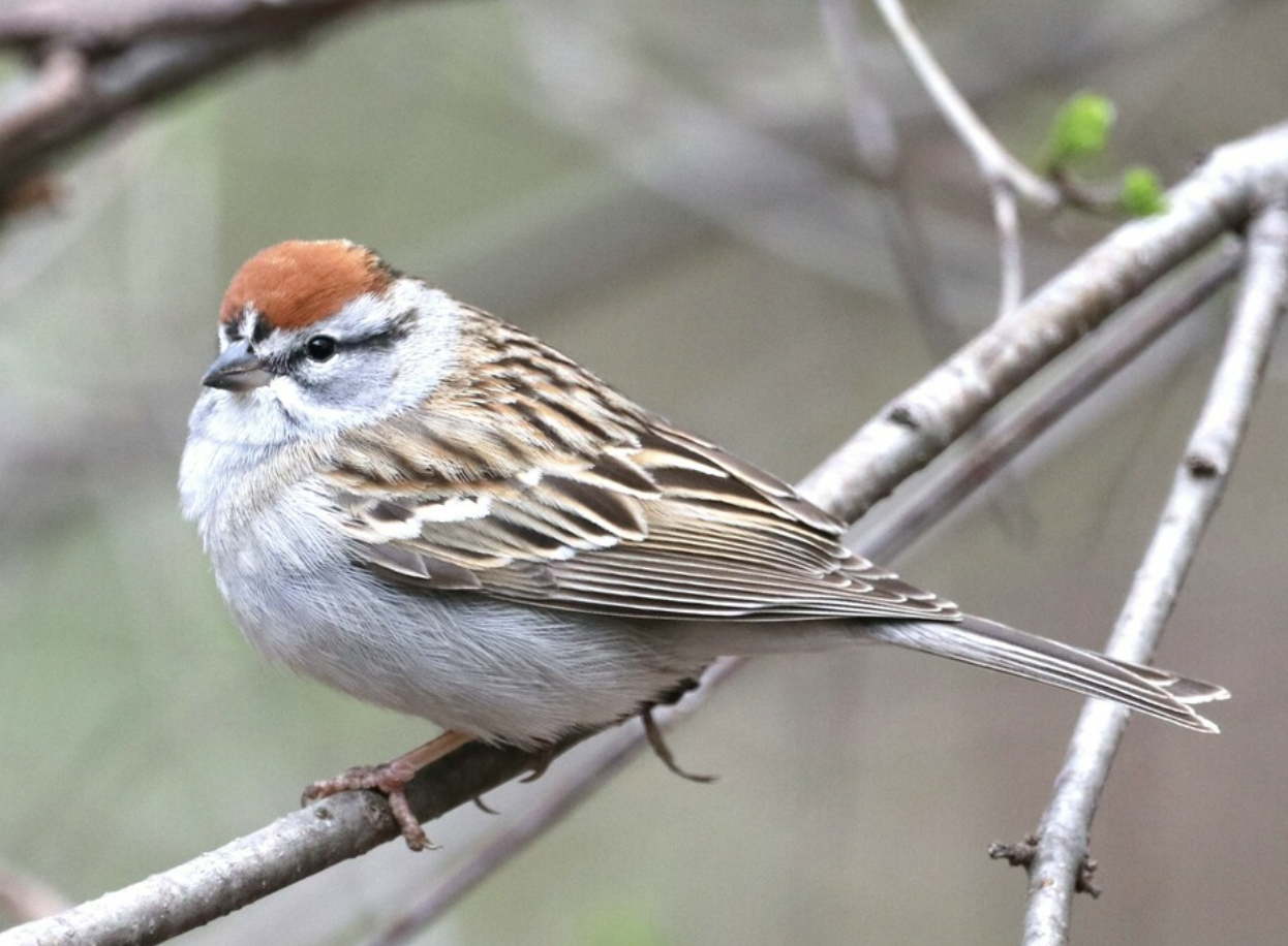 <p>What is this bird?</p>