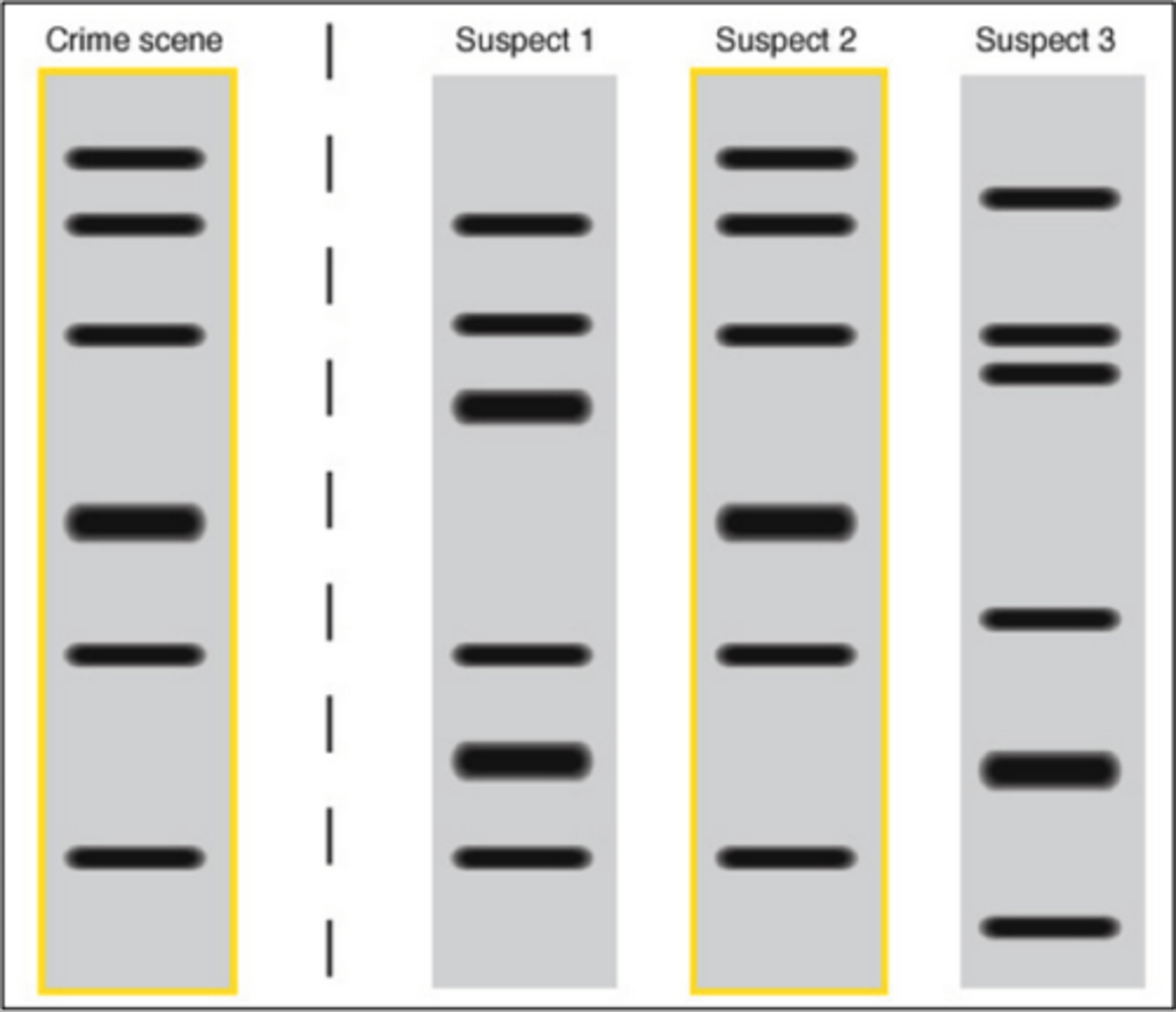 <p>lines on the agarose gel once stained</p>