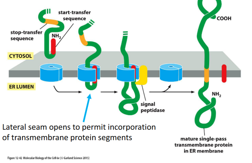 <p>Proteins with one transmembrane domain are inserted into the <strong>ER membrane</strong> via the <strong>translocon</strong>, using a <strong>start-transfer sequence</strong> and a <strong>stop-transfer sequence</strong>. The translocon’s lateral seam opens to embed the hydrophobic segment into the lipid bilayer.</p><ul><li><p><strong>Use one start-transfer sequence</strong> to initiate translocation into the ER membrane.</p></li><li><p><strong>Use one stop-transfer sequence</strong> to halt translocation and anchor the protein.</p></li><li><p>This creates a single membrane-spanning domain.</p></li><li><p>Orientation (N-terminus in cytosol vs lumen) depends on the position and type of the signal sequence.</p></li></ul><p></p>