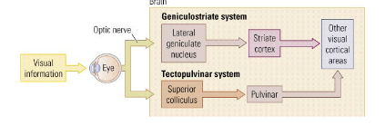 <p><span style="color: red">Both the geniculostriate and tectopulvinar (where) system contribute to the dorsal and ventral streams.</span> </p>