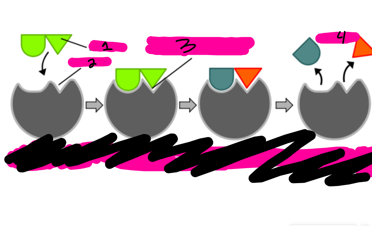 <p>label the image. </p>