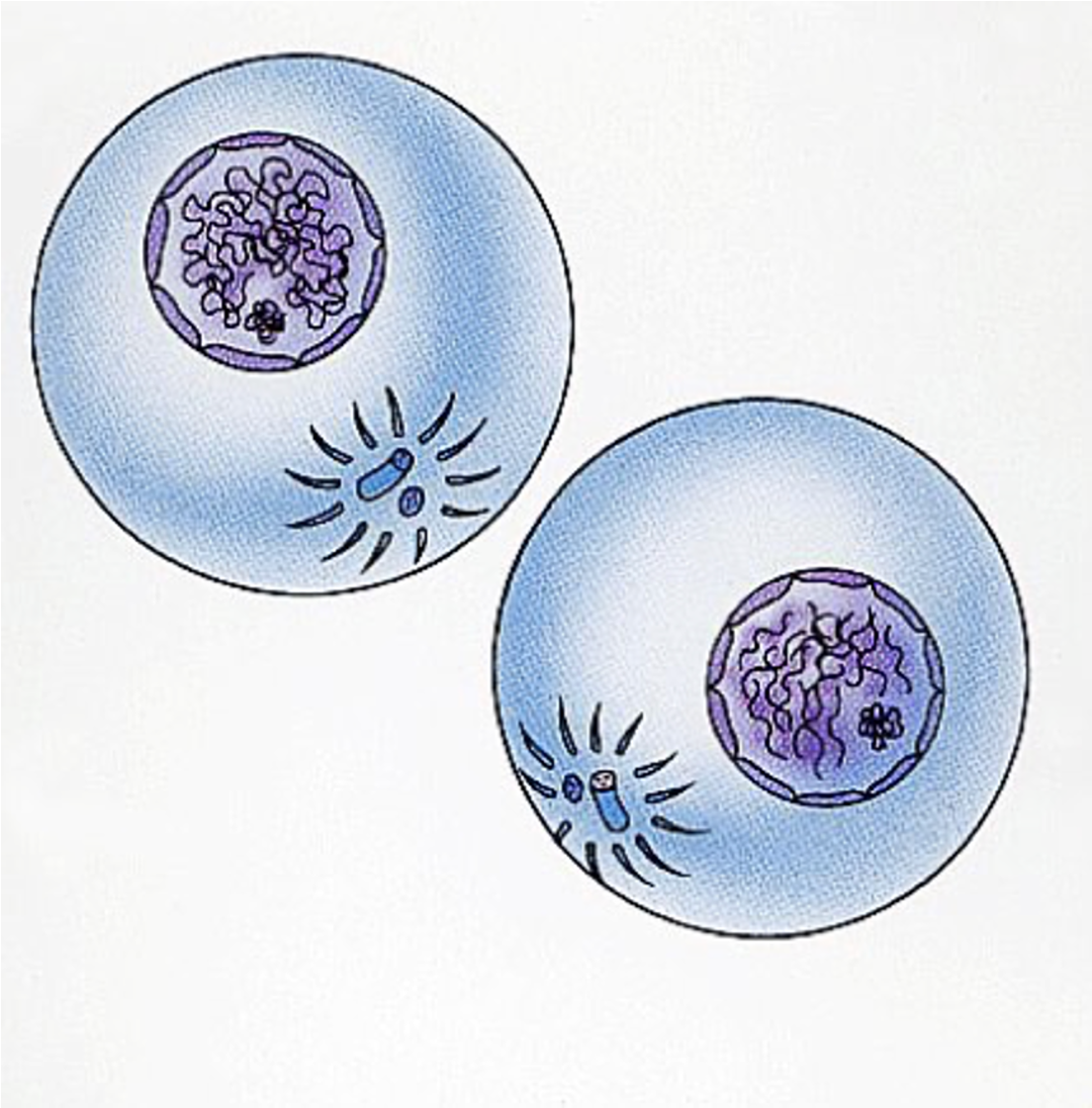 <p><span>•The cell membrane and cytoplasm splits into two cells.</span></p><p><span>•These daughter cells are genetically identical to the original parent cell.</span></p><p><span>•The daughter cells are diploid cells and they each have 46 chromosomes (chromatin).</span></p>