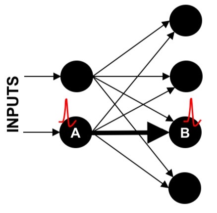 <ul><li><p>change in synaptic strength occurs specifically at synapses that are activated e.g. between A and B that are simultaneously fired together</p></li><li><p>Spiking in A&B increases strength between A&B but not between A and others. </p></li></ul><p></p>
