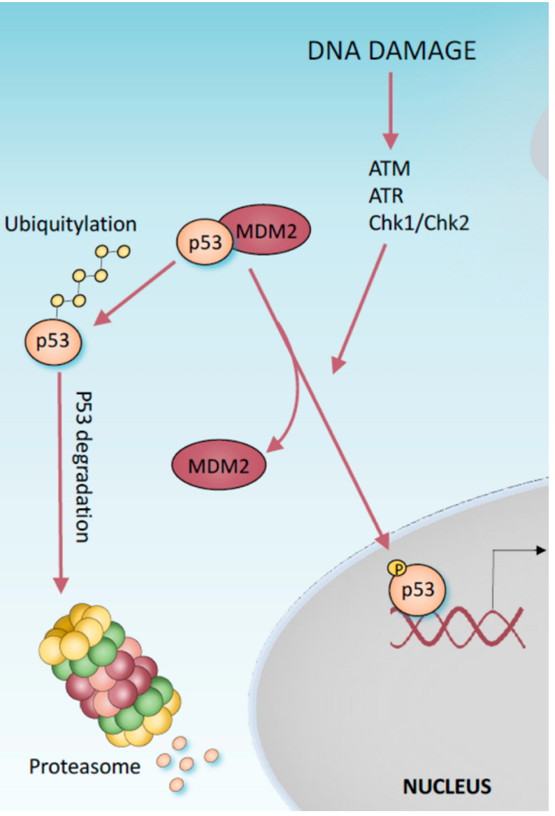 <p>in response to cell damage</p><p>in healthy cells Mdm2 has the upper hand to P53 and the half life of p53 is enhanced by DNA damage which results in its degradation being inhibited, allowing for p53 stabilization and activation in stress response. </p>