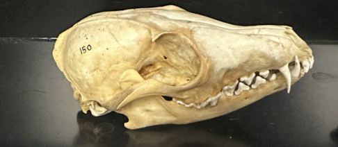 <p>Canidae 5</p>