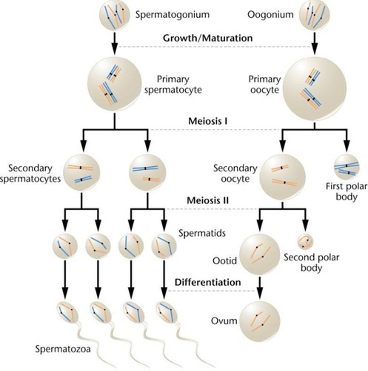 <p>(C) Spermatogonia, Oogonia</p><p>In males, the Spermatogonia undergo meiosis, whereas in females, the Oogonia undergo meiosis.</p>