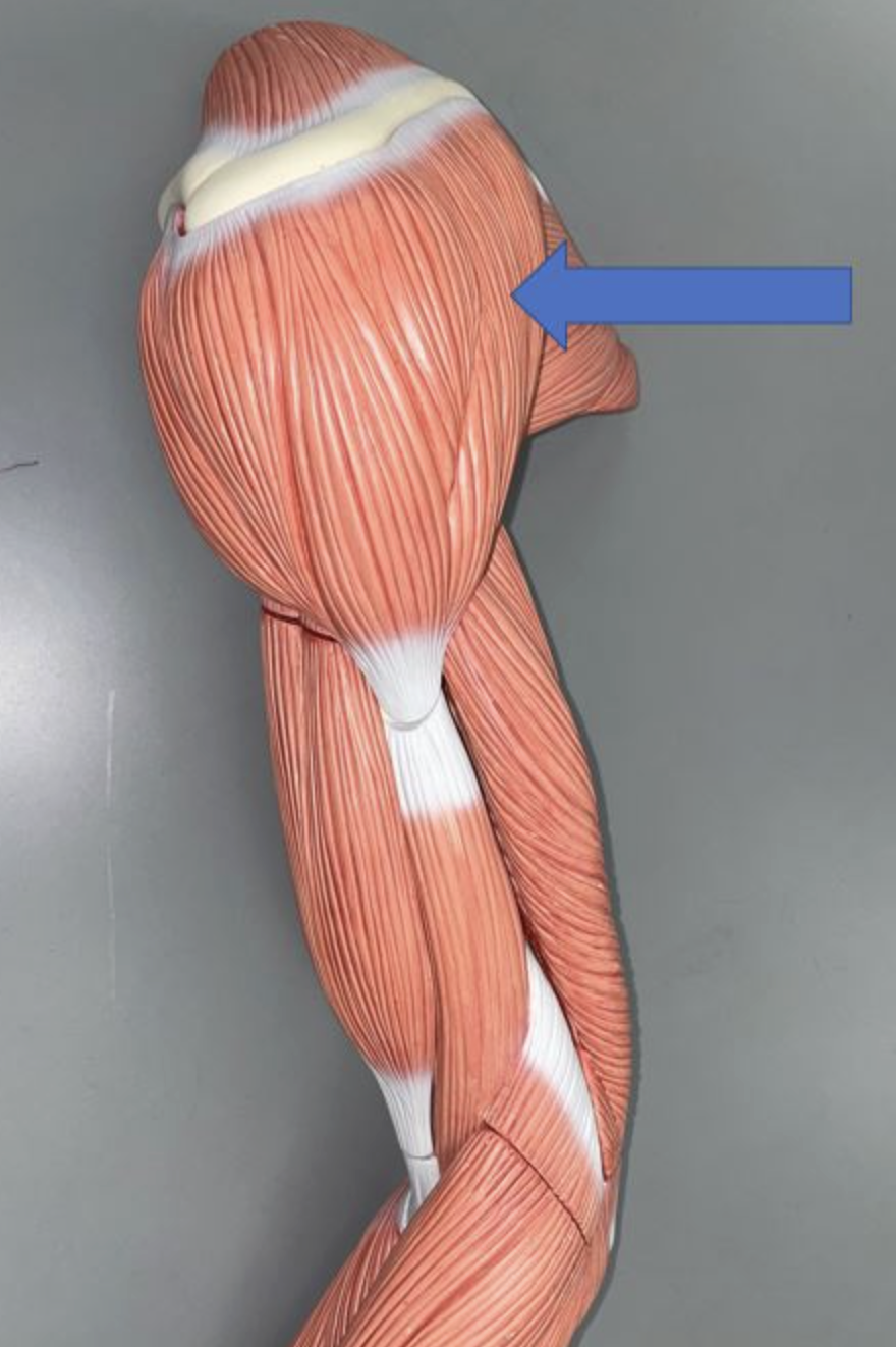 <p>muscle name & function</p>