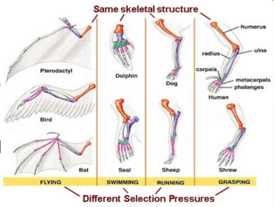 <p>body parts shared by many organisms and serving a common function, with different internal anatomy</p>