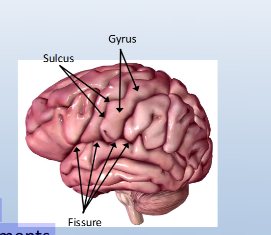<p><span>Gross structures:</span><br><span>• Sulci (singular: sulcus): grooves</span><br><span>• Fissures: deep sulci</span><br><span>• Gyri (singular: gyrus): rounded regions between sulci</span></p><p></p><p><span>Functions:</span><br><span>• Processing of sensory input</span><br><span>• Initiation/planning of movements</span><br><span>• “Higher-order” functions including memory, cognition, language</span></p>