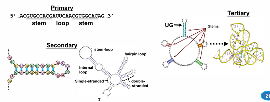 <p>secondary and tertiary from internal base pairing</p>