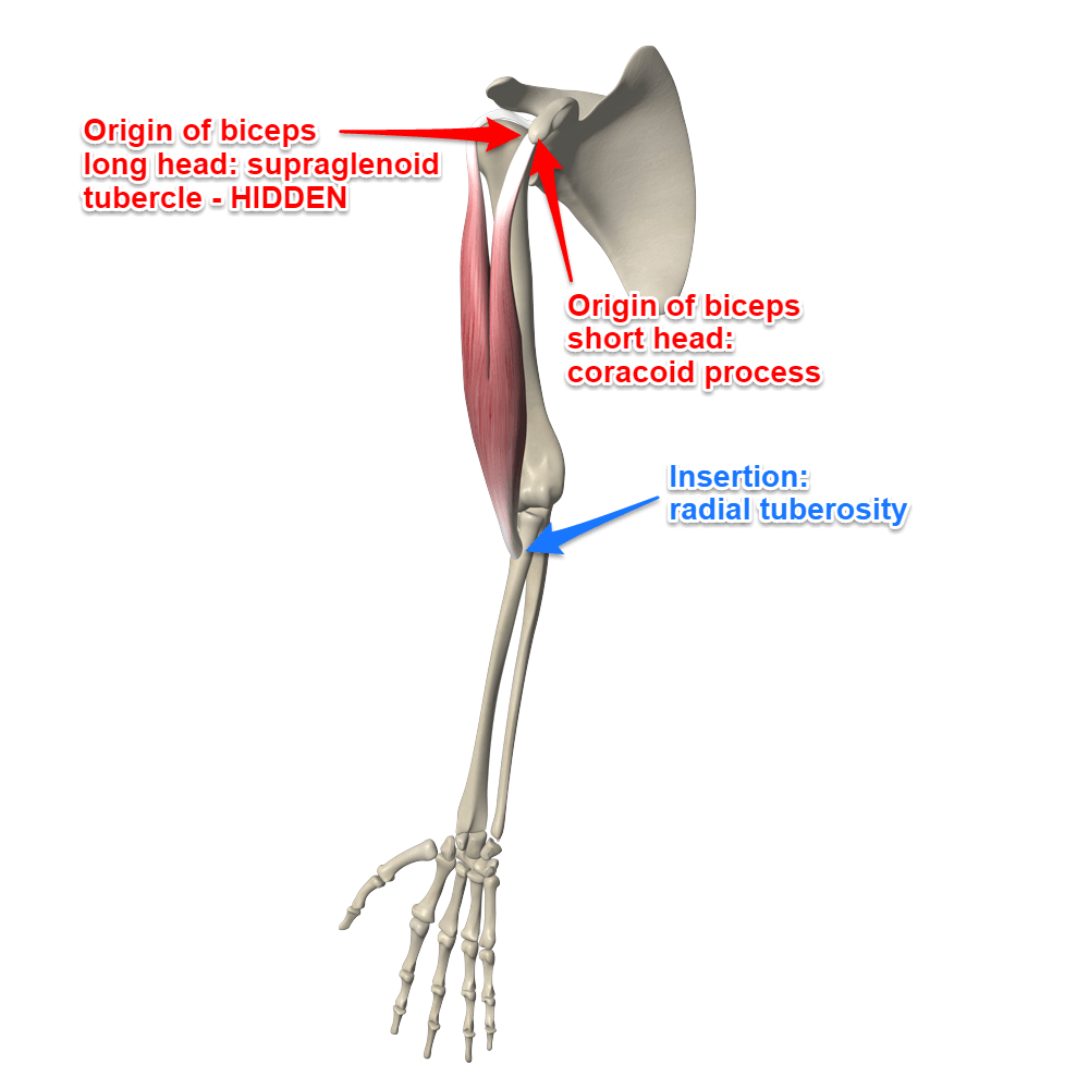 <p>Origin: Long head - supraglenoid tubercle; Short head - coracoid process</p><p>Insertion: Radial tuberosity &amp; bicipital aponeurosis</p><p>Innervation: Musculocutaneous n.</p>