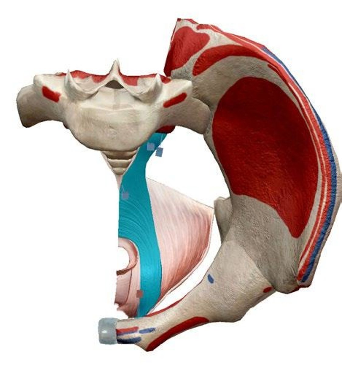 <p>Origin: anteriorly, from the pubic symphysis; posteriorly, encircling the anorectal junction; Action: inhibits defecation.</p>