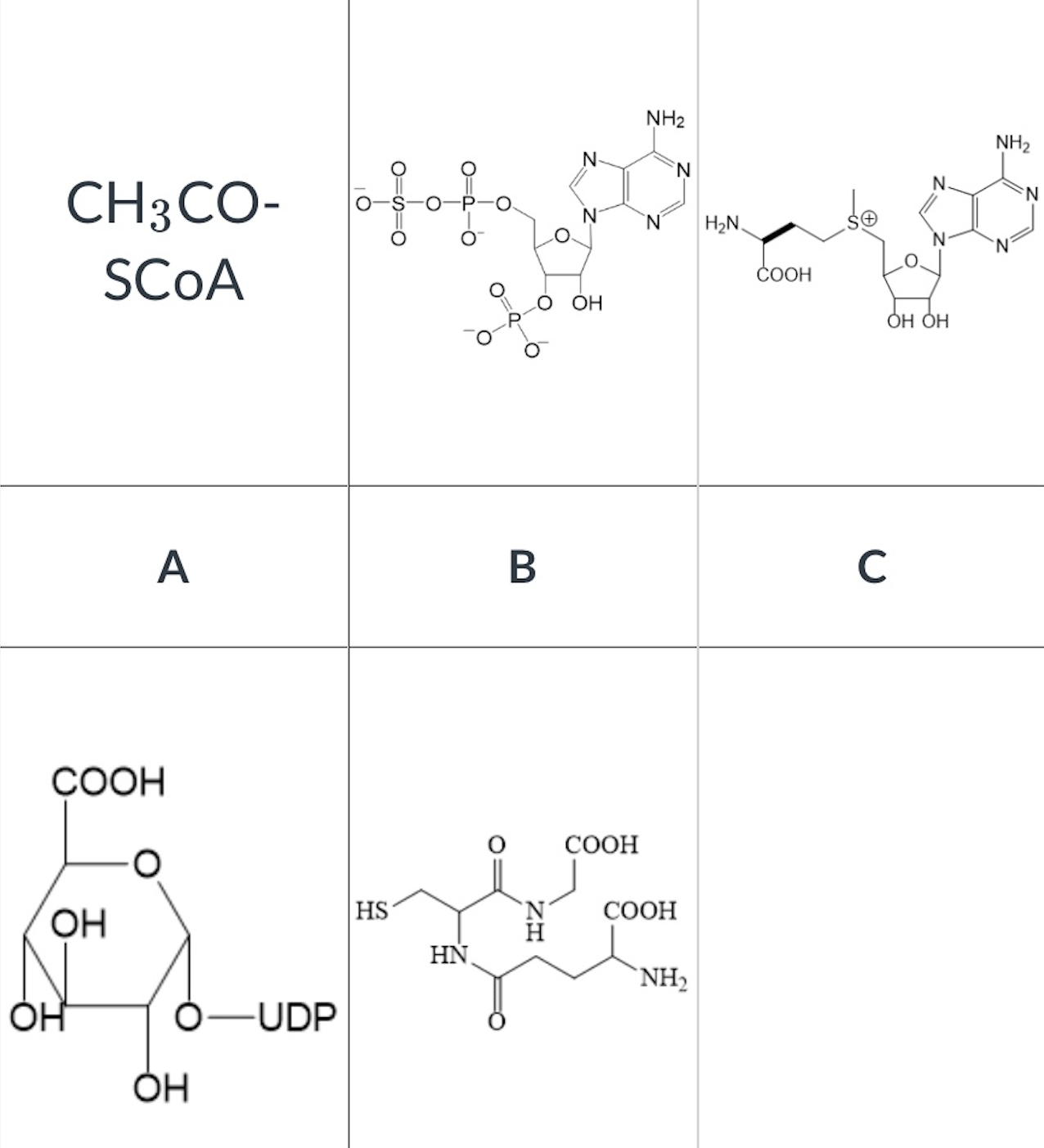 <p>Which of the following is the cosubstrate for glucuronidation reaction?</p>