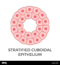 <p>how many layer does the Stratified cuboidal epithelium have?</p>