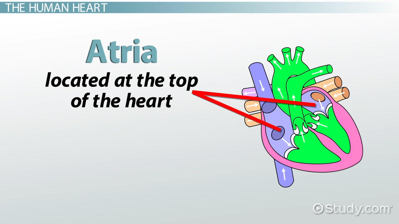 <ul><li><p>Small ,elastic, muscular chambers</p></li><li><p>Receive blood/ first chambers entered by the blood</p></li><li><p>Tiny chambers compared to the ventricles but are able to hold the same volume of blood due to their stretchiness</p></li><li><p>Right atrium receives blood from body</p></li><li><p>Left atrium receives blood from the lungs</p></li></ul><p></p>