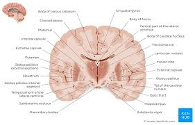 <p>coronal plane</p>