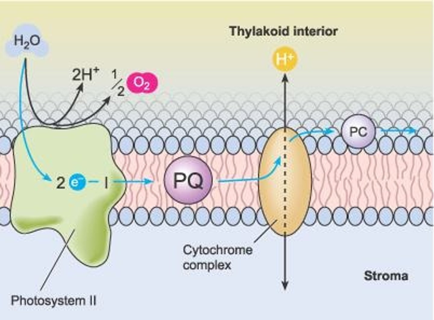 <p>Series of reactions transferring electrons to produce energy.</p>