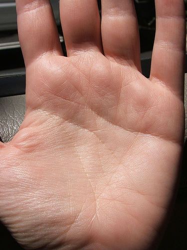 <p>Palms</p>