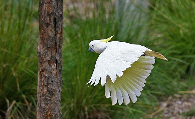 <p>Cockatoos</p>
