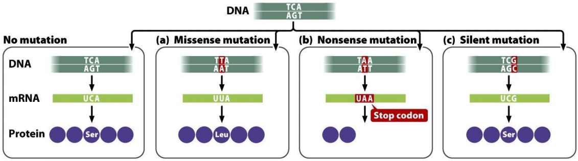 Protein level changes
- Wild-type protein 
- Changed codon: changed amino acid 
- Changed to stop codon: truncated protein
- Changed codon: same amino acid (degeneracy of code)---> not changing anything
Mutations in protein-coding regions can change an amino acid, truncate the protein, or shift the reading frame