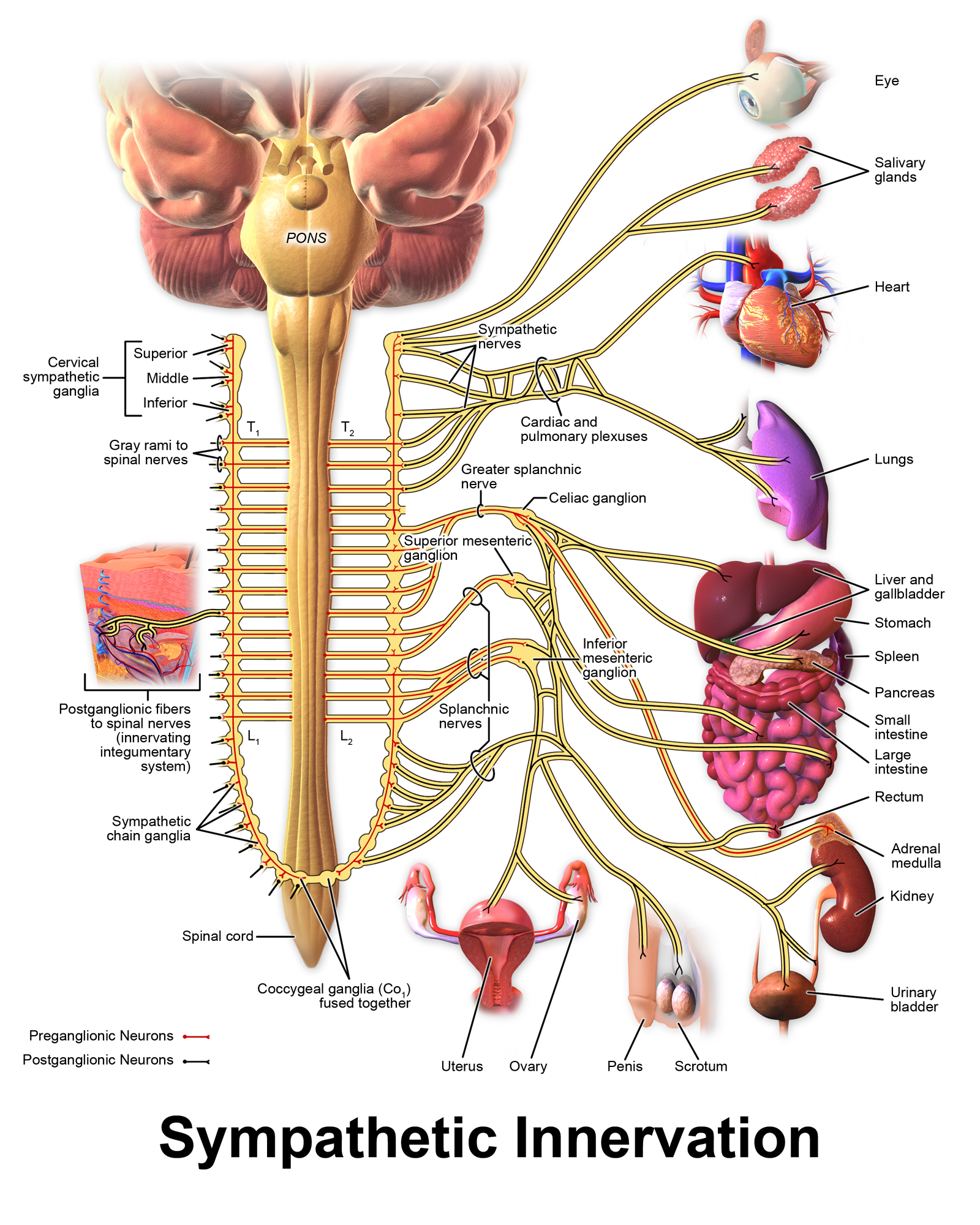<p>The sympathetic nerve pathway.</p>