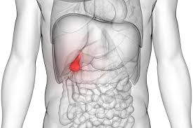<p>stores bile created by liver</p>