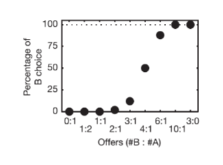 <p>the<span><span> chance of picking B is less when the ratio of B is less in comparison to A</span></span></p><p><span><span>example</span></span></p><p><span><span>Strongly prefers 10 drops of blueberry to 1 drop of apple juice<br>Strongly prefers 1 drop of apple juice vs. 0 drops of blueberries</span></span></p><p></p><p><span><span>point of subjective equivalence = 4:1</span></span></p><p><span><span>monkey preference is represented on continum</span></span></p>
