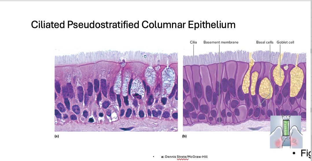 <p>location of <span style="font-family: &quot;Aptos Display&quot;">Ciliated Pseudostratified Columnar Epithelium</span></p>