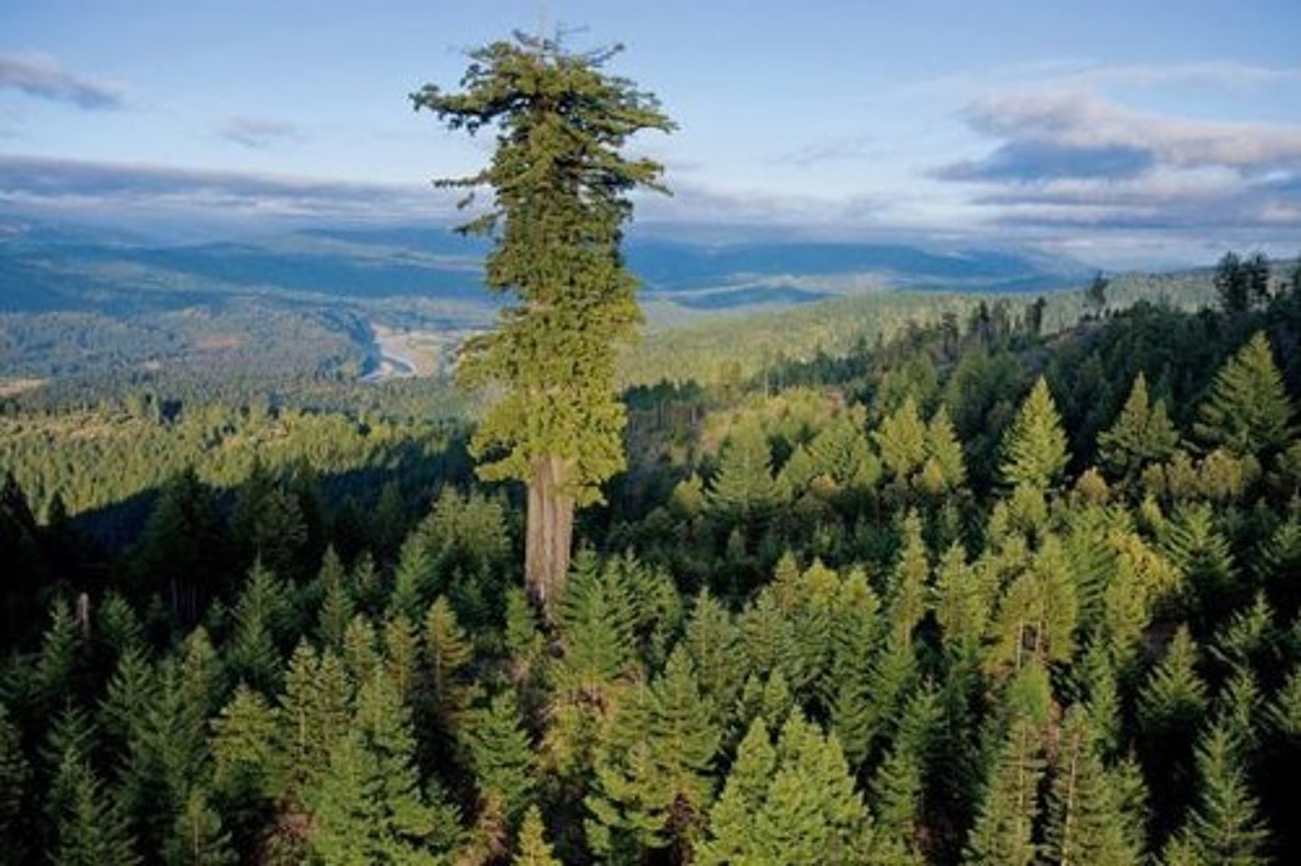 <p>Lives thousands of years, reproduces annually.</p>