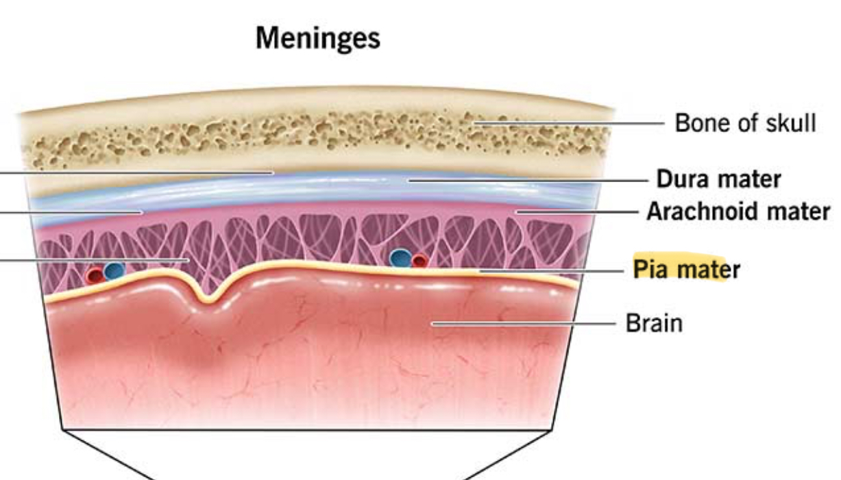 <p>Thin, contains many nerves and blood vessels</p>