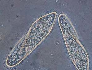 Name the specimen