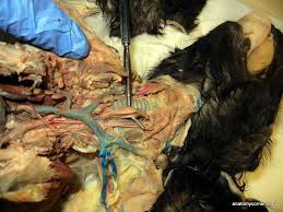 <p>What is the organ the probe is lifting?</p>