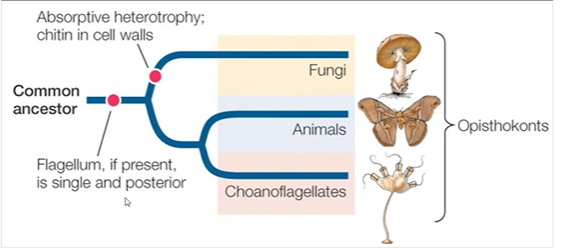 <ul><li><p><span style="background-color: transparent;">United with animal and choanoflagalletes in the opishtokonts by the syampomorphy (single posterior flagellum)</span></p></li><li><p><span style="background-color: transparent;">fungi bodies</span></p><ul><li><p><span style="background-color: transparent;">Tubular filaments of the body of fungi (called hyphae) that allow organic materials and organelles to pass)</span></p></li><li><p><span style="background-color: transparent;"><strong>A large collection of hyphae is called mycelium </strong></span></p></li></ul></li><li><p><span style="background-color: transparent;">Synamporphies: </span></p><ul><li><p><span style="background-color: transparent;">Chitin in the cell wall</span></p></li><li><p><span style="background-color: transparent;">Absorptive heterotrophy (form of nutrient acquisition) </span></p></li></ul></li></ul><p></p>