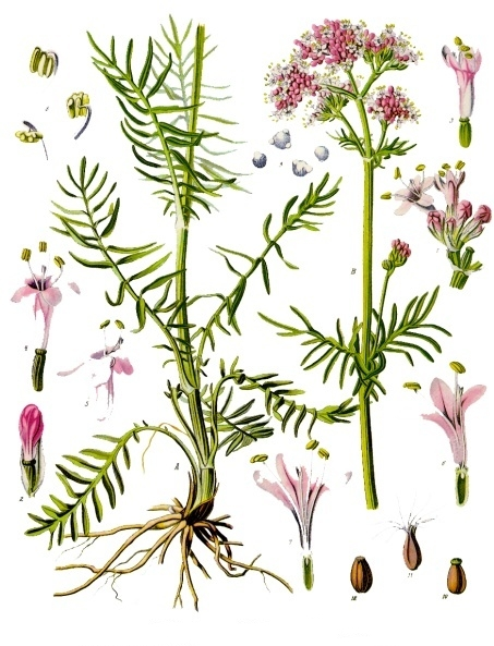 <p><em>Caprifoliaceae -</em> zimolezovité (<em>Valerianaceae</em>)</p><p><em>Valeriana officinalis -</em> kozlík lékařský</p>