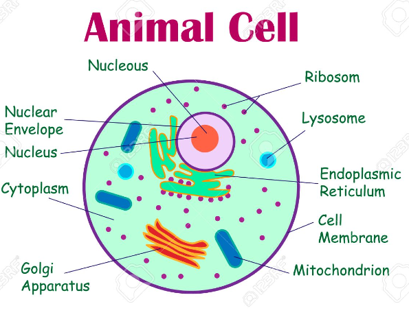 no cell wall, small or no vacuole, no chloroplasts, flagella