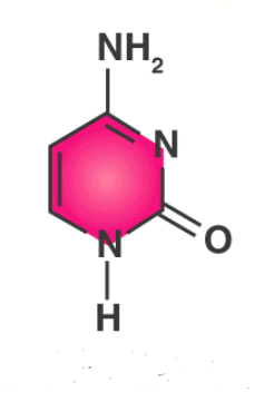<p>What Nitrogenous base</p>
