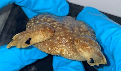 <p>Couch’s Spadefoots</p><p>sickle shaped spade on hind foot</p><p>no boss or fontanelle between eyes</p><p>pug-dog profile</p><p>reticulated dorsal pattern</p>